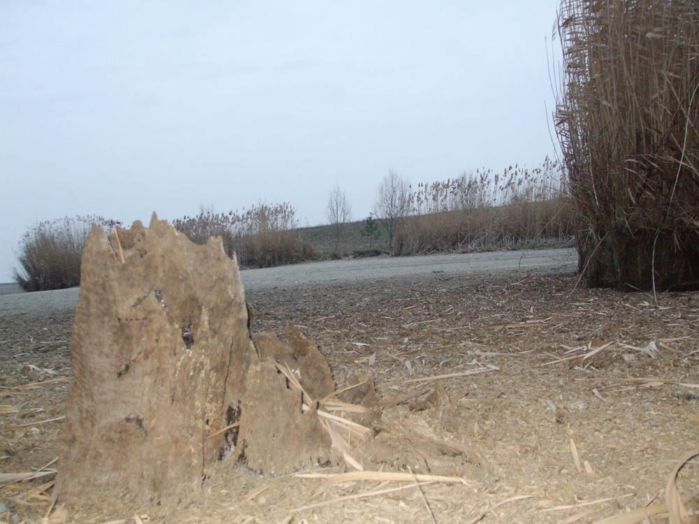 TANCABESTI SECAT - DSCF3476.jpg